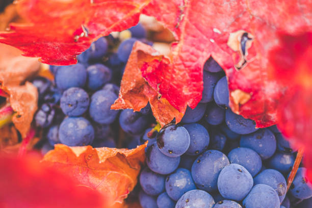 uvas coloridas e folhas em uma videira no outono - red grape grape fruit sweet food - fotografias e filmes do acervo