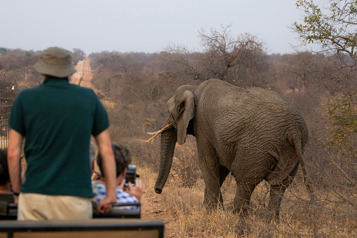 man standing In Off-Road Vehicle Looking At Elephants At National Park