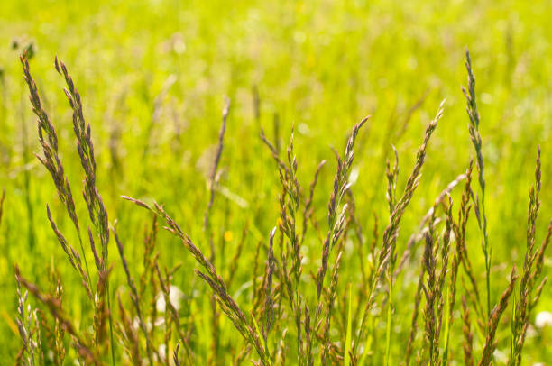 istock inflorescences of false oat-grass in a meadow 1225541283