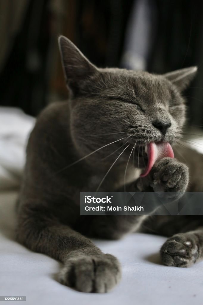 Cat Black cute cat Animal Stock Photo
