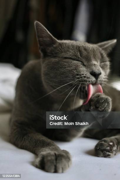 Cat Stock Photo - Download Image Now - Animal, Animal Body Part, Animal Eye