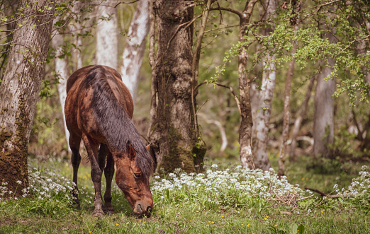 New Forest Pony eating wild garlic in a woodland