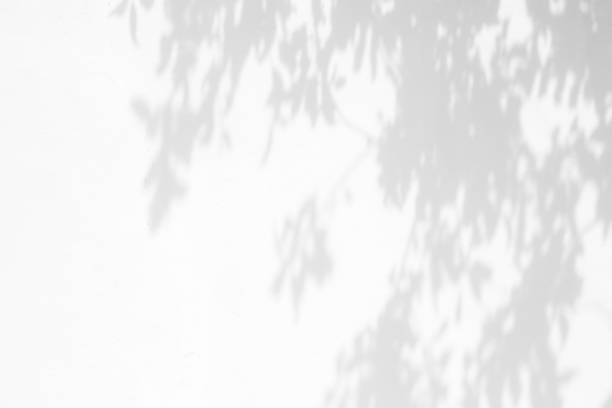 istock shadows of the tree branches on a white wall 1225542693