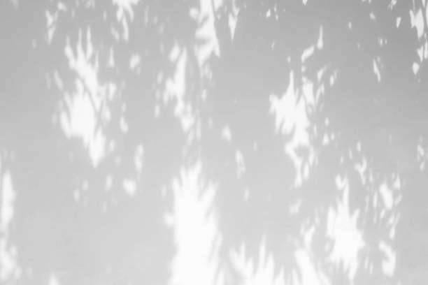 istock shadows of the tree branches on a white wall 1225543186