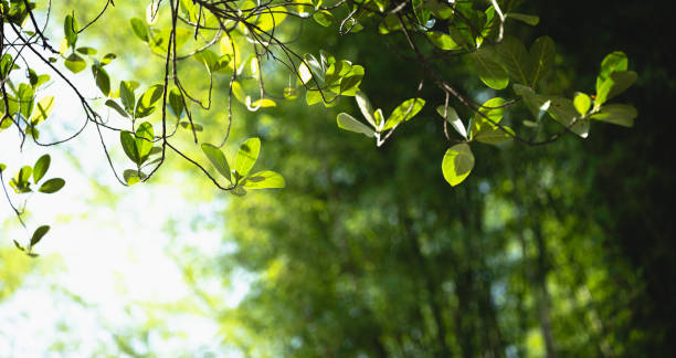 istock Green Leaves a natural green background,Natural light 1225543200