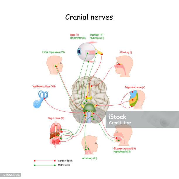 Saraf Kranial Pada Otak Manusia Ilustrasi Stok - Unduh Gambar Sekarang - Saraf kranial, Saraf vagus, Sistem saraf manusia