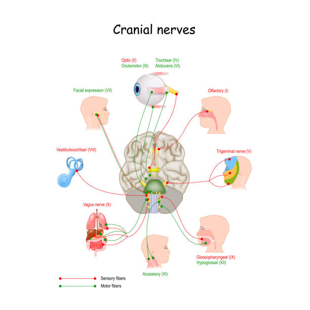 90+ Oculomotor Nerve Illustrations Stock Illustrations, Royalty