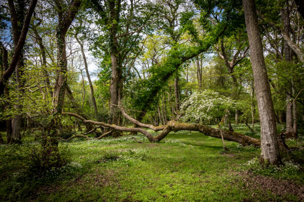 istock Felled tree in ancient woodland 1225544362