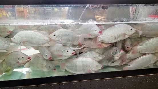Tilapia fish swim in a tank at grocery store