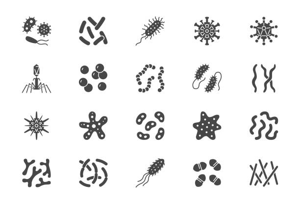 Bacteria, virus, microbe glyph icons. Vector illustration included icon as microorganism, germ, mold, cell, probiotic silhouette pictogram for microbiology infographic Bacteria, virus, microbe glyph icons. Vector illustration included icon as microorganism, germ, mold, cell, probiotic silhouette pictogram for microbiology infographic. bacterium stock illustrations