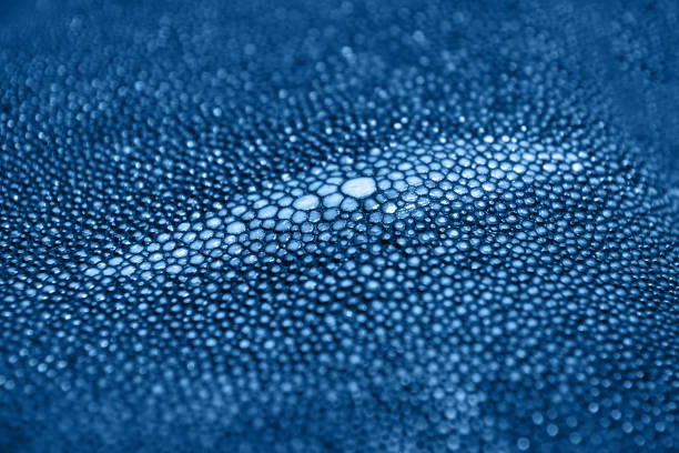 istock stingray skin texture. Background nature wallpaper 1225546413