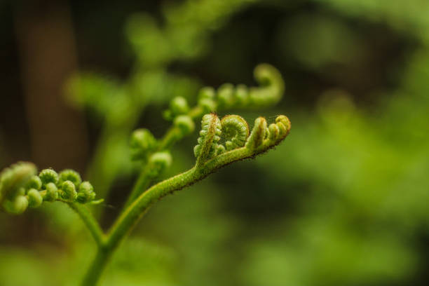 istock New lush green bracken in a forest 1225547996