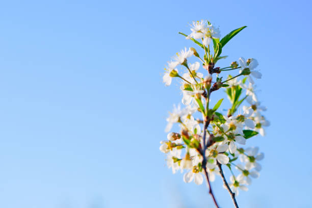 istock Sakura Flower or Cherry Blossom With Beautiful Nature Background 1225549016
