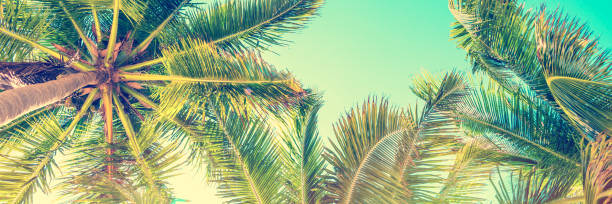 istock Blue sky and palm trees view from below, vintage style, tropical panoramic background 1225549633