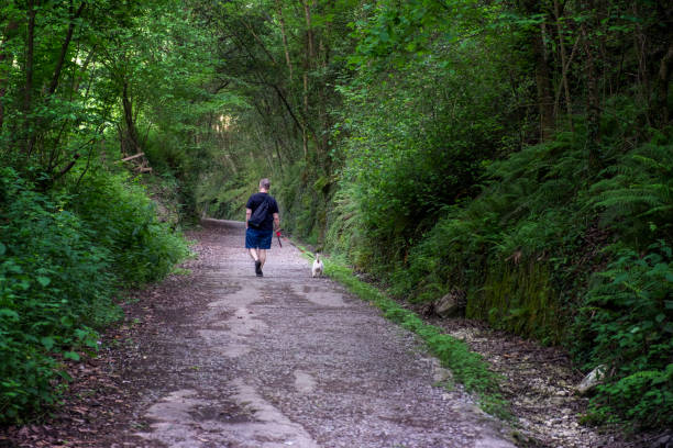 istock Mature man walking with a dog in the forest in summer 1225549710