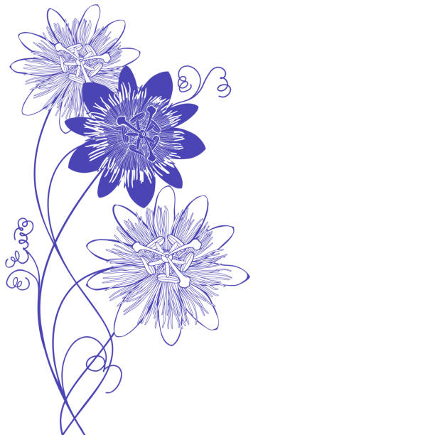 ilustrações de stock, clip art, desenhos animados e ícones de floral vector background with blooming passionflower and place for text on white. perfect for greeting cards and invitations or an element for your design. monochrome. - stamen