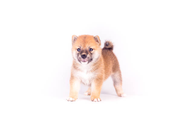 子犬、白い背景に柴犬。柴犬は世界中で有名な日本犬です。 - ken ストックフォトと画像