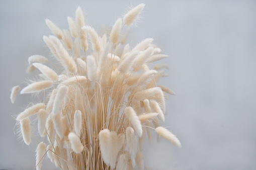 Natural dried hare's tail grass bouquet on white background. Minimal decoration concept.