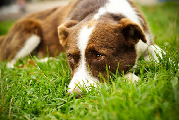 istock Brown dog looks surprised while lying on the grass 1225550282