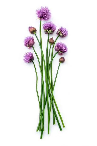 Chives with flowers isolated against white background (Allium schoenoprasum)