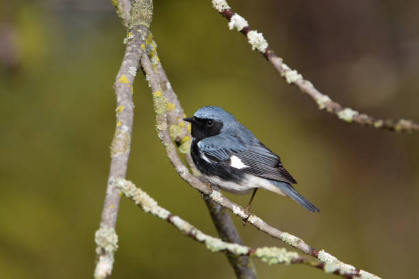 Black-throated Blue Warbler Black-throated Blue warbler sits perched on a branch marsh warbler stock pictures, royalty-free photos & images