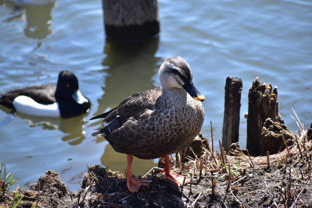 istock Portrait of spot-billed duck 1225554405