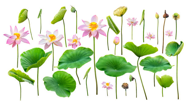 lotus und blatt isoliert auf weißem hintergrund mit clipping-pfad - lotus water lily isolated lily stock-fotos und bilder