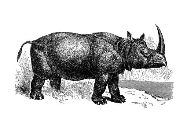 Illustrations from the popular encyclopedia