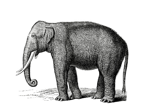Illustrations from the popular encyclopedia