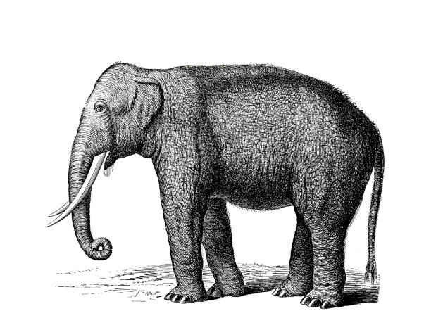 Illustration of a Indian Elephant in popular encyclopedia from 1890 Illustrations from the popular encyclopedia elephant drawings stock illustrations