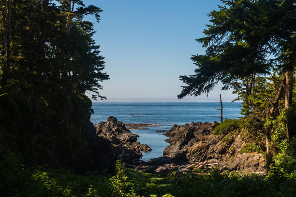 istock wild pacific rim, Ucluelet, BC, Canada 1225554860