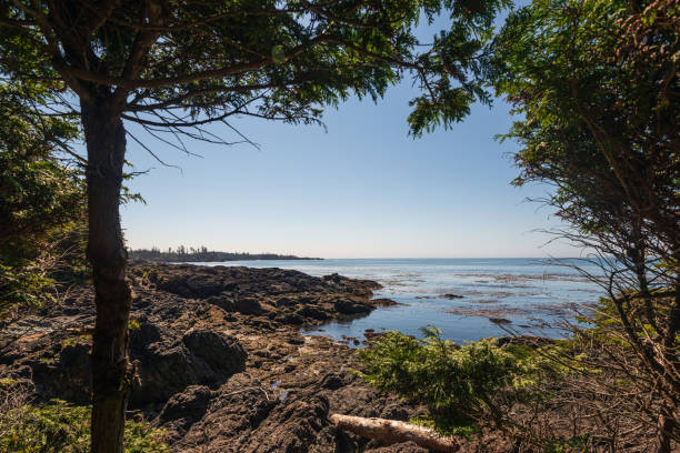 istock wild pacific rim, Ucluelet, BC, Canada 1225555217