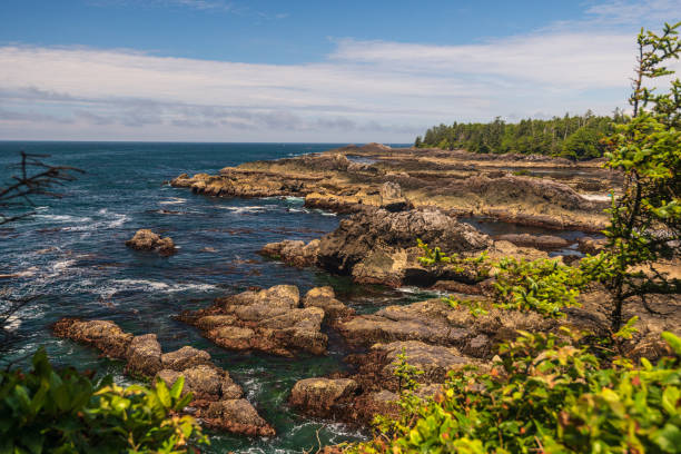 istock wild pacific rim, Ucluelet, BC, Canada 1225556447