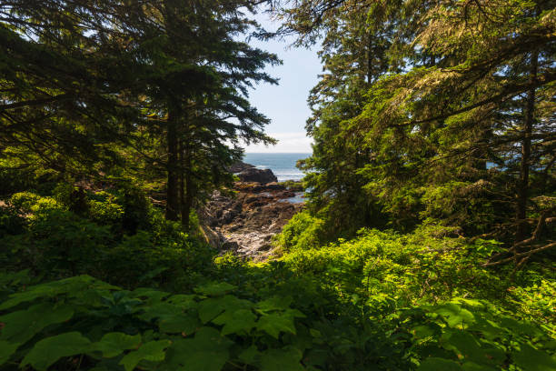 istock wild pacific rim, Ucluelet, BC, Canada 1225556595