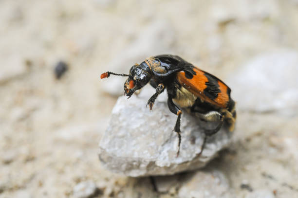 A burying beetle (Nicrophorus vespillo, Silphidae) A burying beetle (Nicrophorus vespillo, Silphidae) sitting on a small rock beetle silphidae stock pictures, royalty-free photos & images