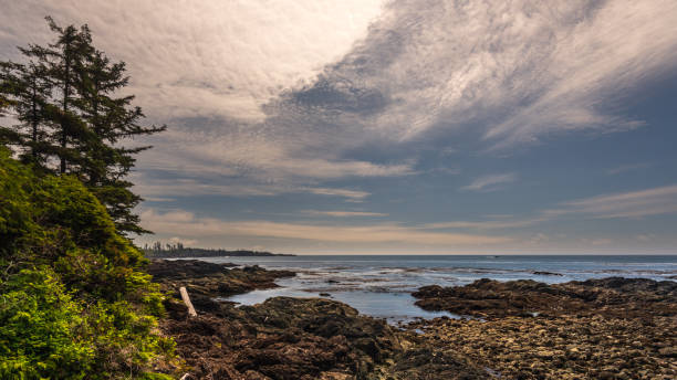 istock wild pacific rim, Ucluelet, BC, Canada 1225556743