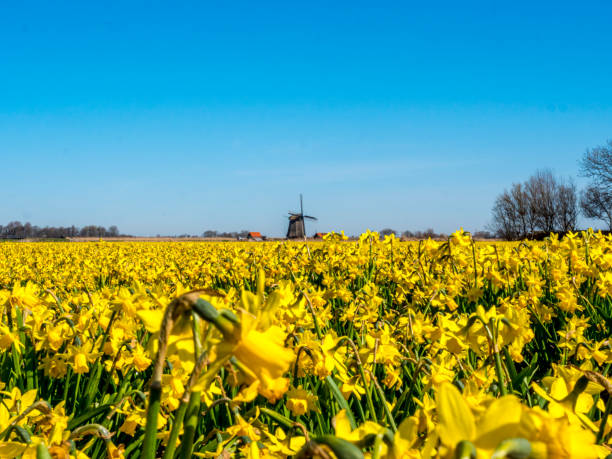 tulipany i wiatrak, w pobliżu schagen, holandia - polder windmill space landscape zdjęcia i obrazy z banku zdjęć