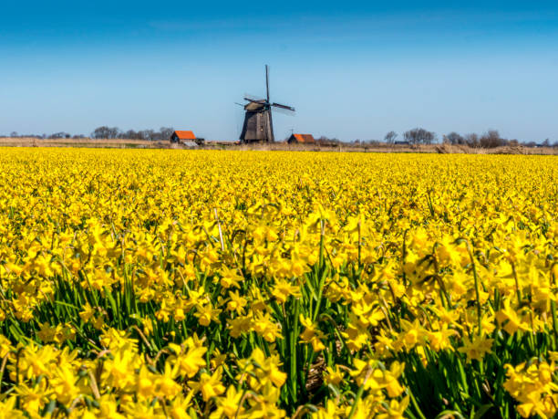 tulipany i wiatrak, w pobliżu schagen, holandia - polder windmill space landscape zdjęcia i obrazy z banku zdjęć