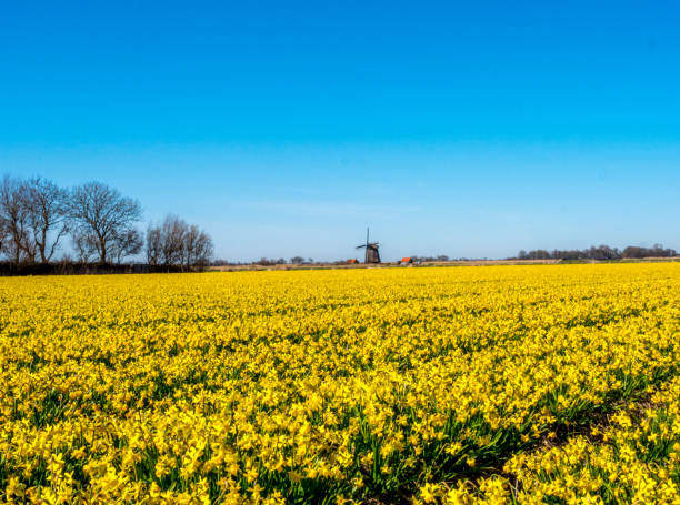 tulipas e moinho de vento, perto de schagen, países baixos - polder windmill space landscape - fotografias e filmes do acervo