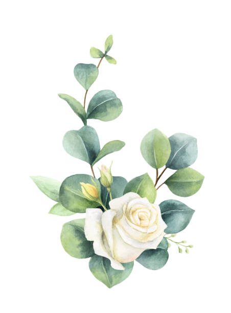 Ilustración de Imágenes Prediseñadas Pintadas A Mano Con Hojas Y Rosas De Eucalipto Verde Ilustración Para Tarjetas Invitación De Boda Carteles Guardar La Fecha O Diseño De Saludo Aislado En Fondo Blanco Ilustración de Imágenes Prediseñadas Pintadas A Mano Con Hojas Y Rosas De Eucalipto Verde Ilustración Para Tarjetas Invitación De Boda Carteles Guardar La Fecha O Diseño De Saludo Aislado En Fondo Blanco