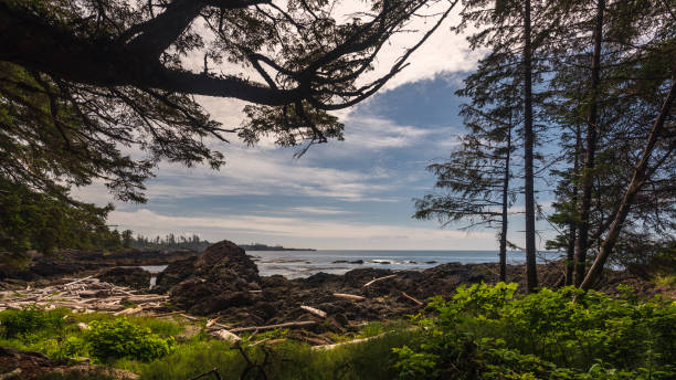 istock wild pacific rim, Ucluelet, BC, Canada 1225557606