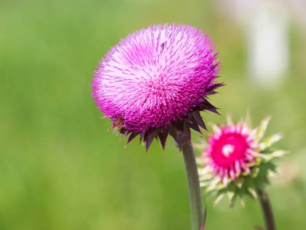 Purple flower head of Milk thistle on green background, Carduus Nutans