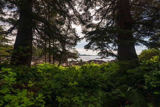 istock wild pacific rim, Ucluelet, BC, Canada 1225557964