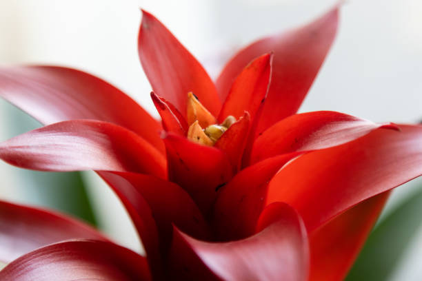 Blooming Red Scarlet Star Guzmania Bromeliad Flower stock photo