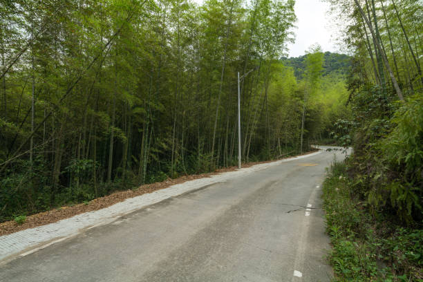 istock Road in bamboo grove 1225559707