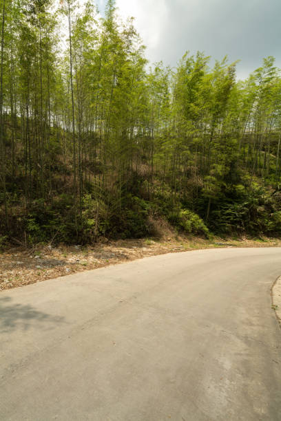 istock Road in bamboo grove 1225560380
