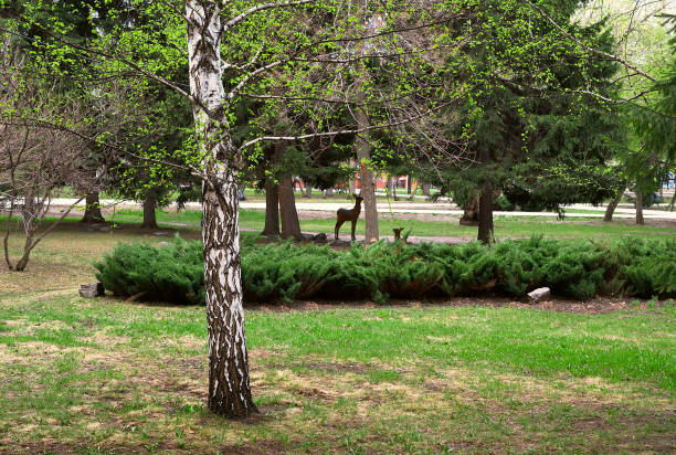 Fresh green leaves of the trees, the trunk of a birch, an ornamental garden in the spring, the Park of Glory, without people. Russia, Siberia, Novosibirsk, 2020