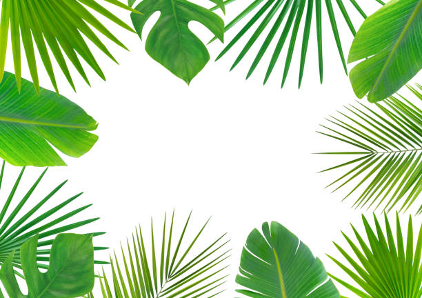 istock Green tropical leaves. 1225560594