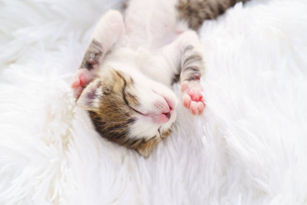 istock cute little newborn kitten lying on his back on a white fluffy blanket. Pets 1225560622