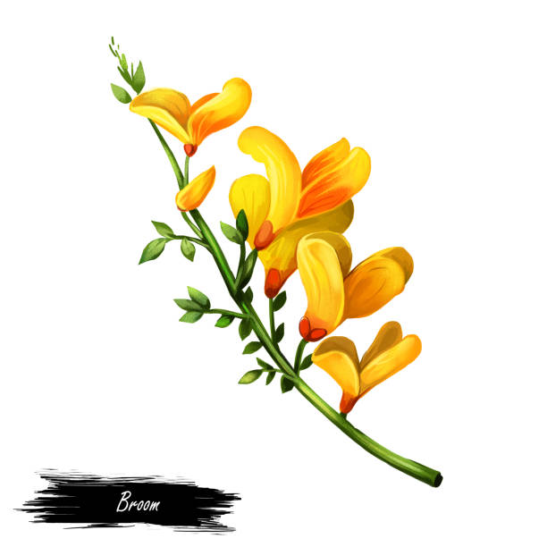 ilustrações, clipart, desenhos animados e ícones de flor de vassoura, redemoinho de madeira, erva e choramingar, furze, vassoura verde, erva verde, madeira waxen digital ilustração de flores amarelas florescendo. genista tinctoria, lupin a gorse lupine e laburnum. - tojo